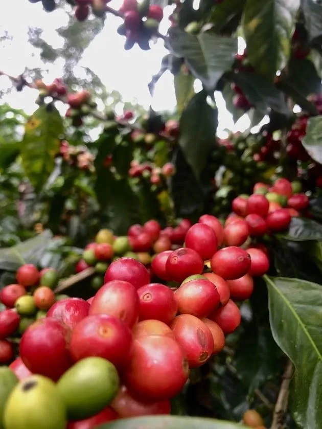 Café Sarchimor