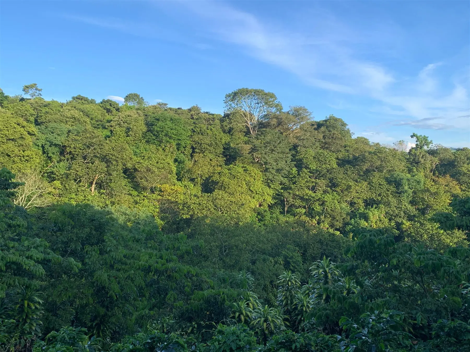 Vista del cafetal en el Cerro Espíritu Santo, Naranjo