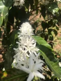 Flor de cafeto en la finca