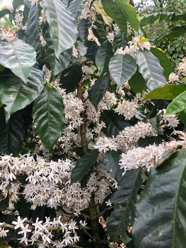 Floración del cafeto