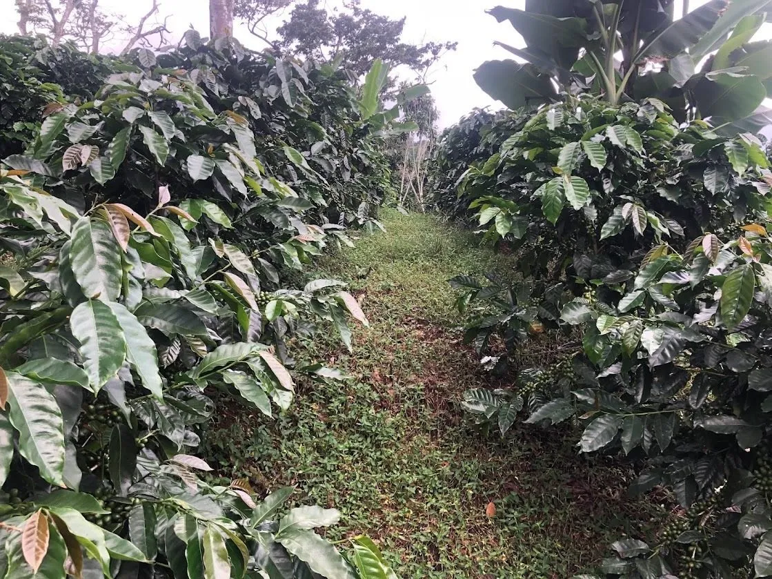 Sendero entre los cafetos